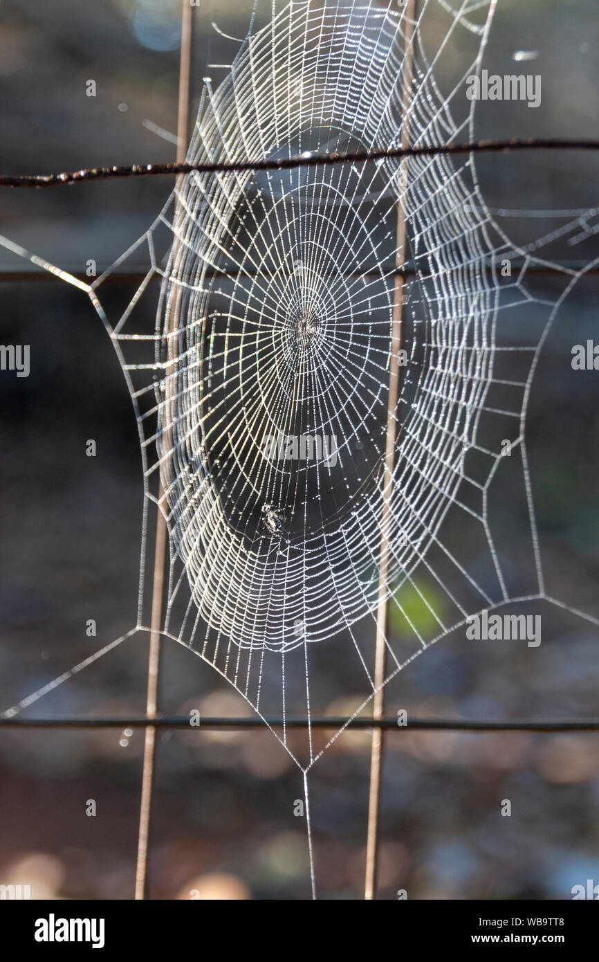 A close up view of a spider web with hundreds of tiny water droplets ...