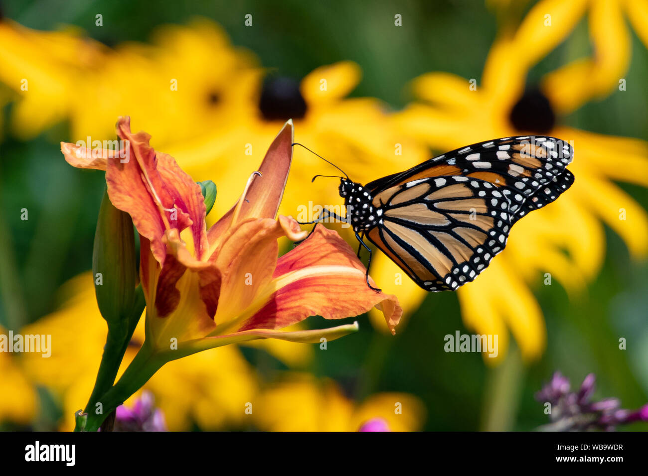 A monarch butterfly feeding on an orange double day lily in a garden in Speculator, NY USA Stock Photo