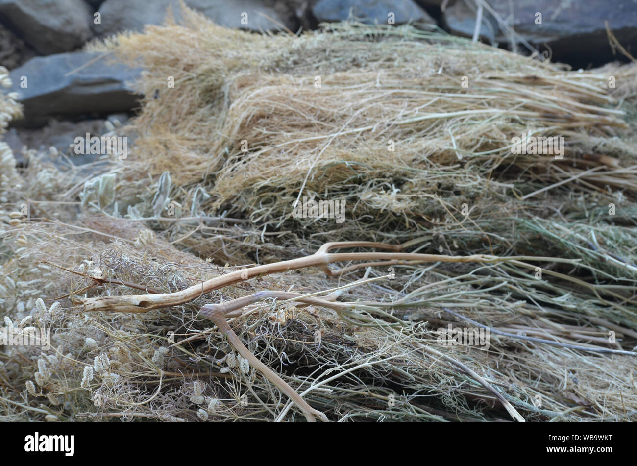 Dry fodder to be fed at farm animals in Nuratau mountains, central Uzbekistan Stock Photo