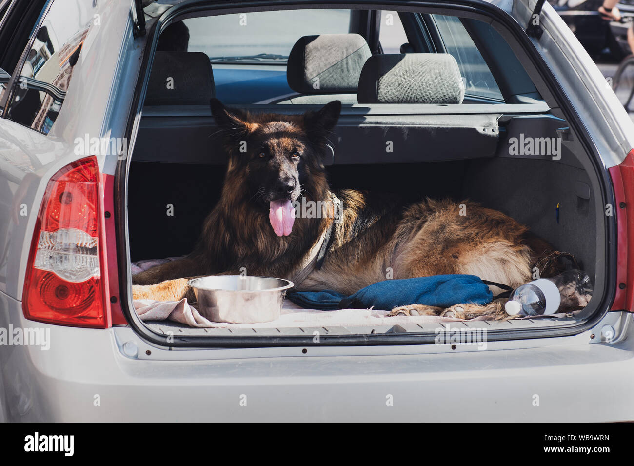 Beautiful German shepherd sitting in the trunk of a car with opened mouth. Dog shows tongue. Trip with dog. On the way to the vet. Stock Photo