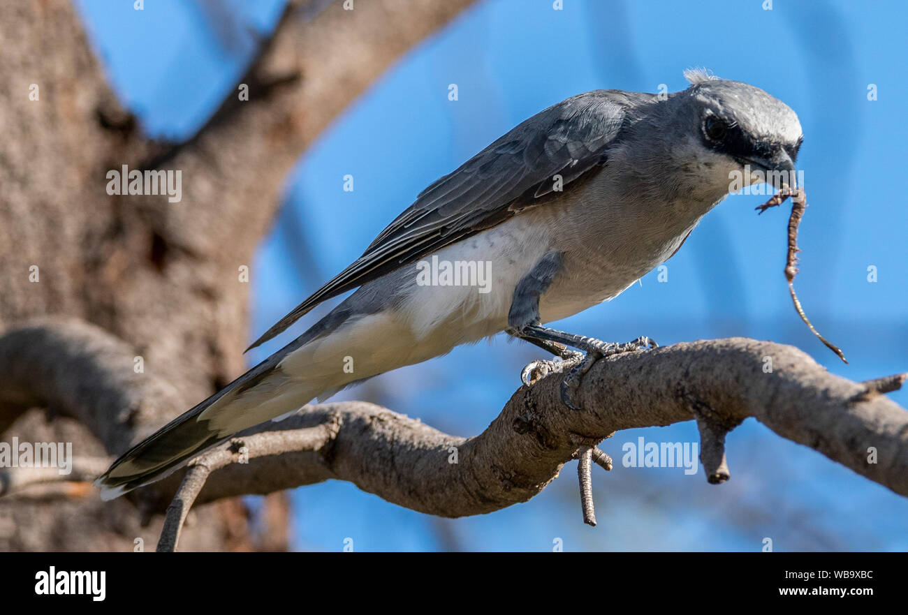 An immature Black-faced Cuckoo Shrike on a branch with an insect larvae it has caught Stock Photo