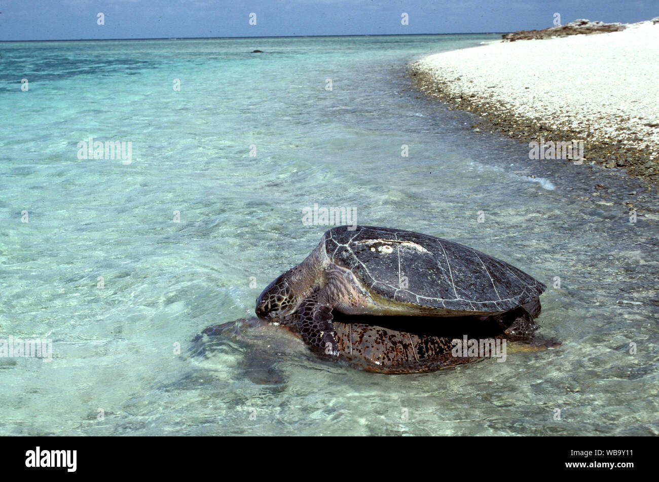 Green turtles (Chelonia mydas), mating. Lady Musgrave Island, Capricornia Cays National Park, Capricorn-Bunker Group, Great Barrier Reef, Queensland, Stock Photo