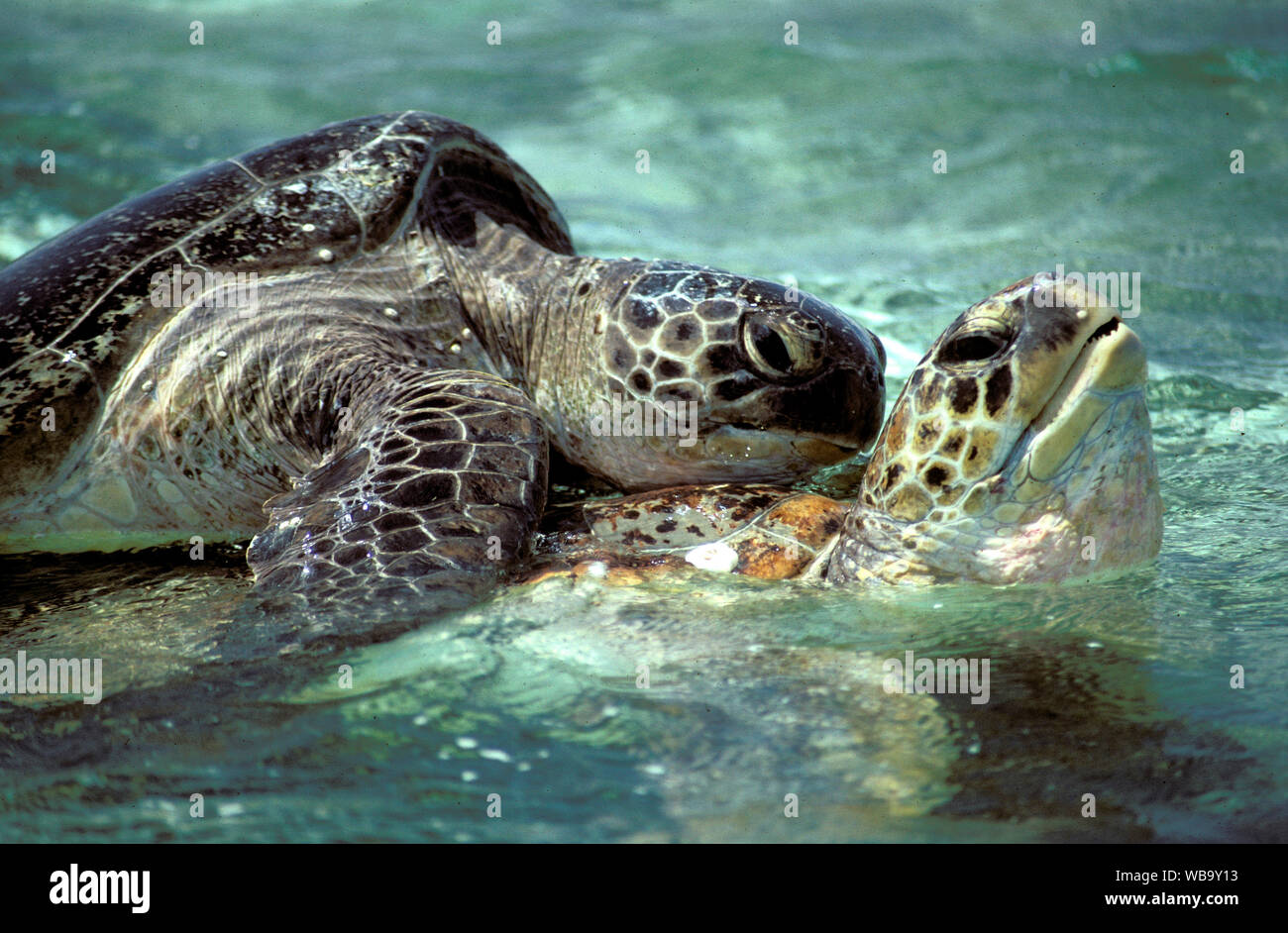Green turtles (Chelonia mydas), mating. Lady Musgrave Island, Capricornia Cays National Park, Capricorn-Bunker Group, Great Barrier Reef, Queensland, Stock Photo