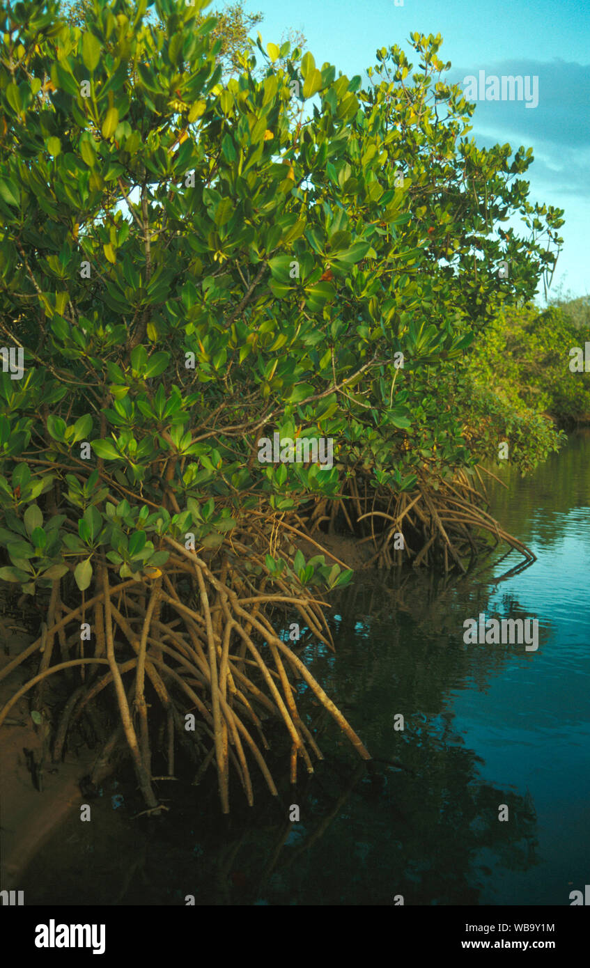 Stilt-rooted mangrove (Rhizophora stylosa), Queensland, Australia Stock Photo