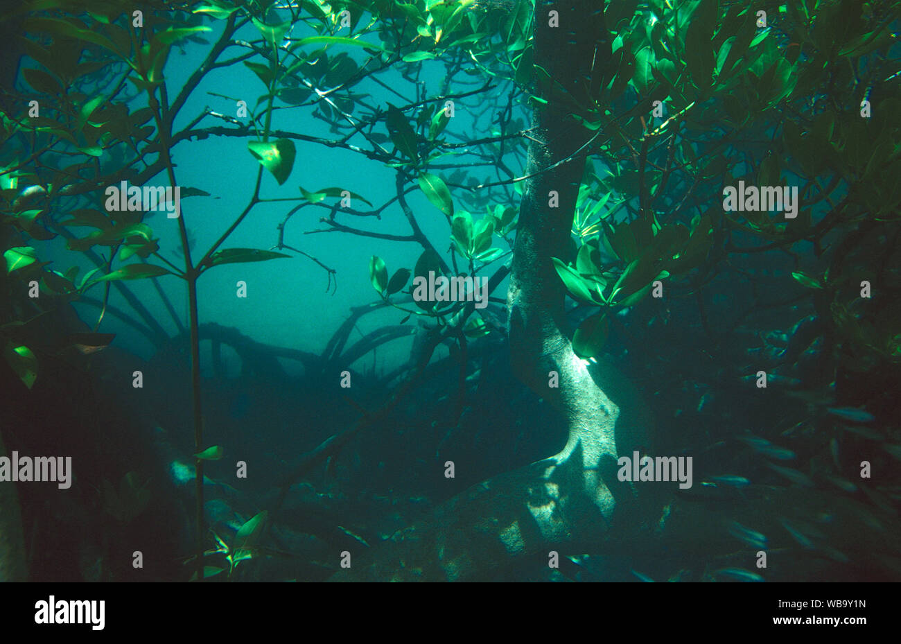 Stilt-rooted mangrove (Rhizophora stylosa), underwater. Queensland, Australia Stock Photo