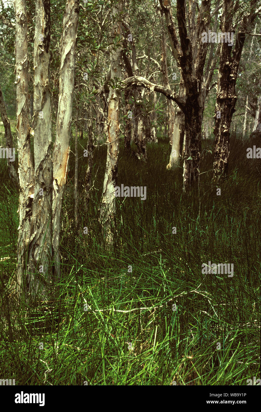 Paperbark swamp (Melaleuca sp.), Deepwater National Park, Queensland, Australia Stock Photo