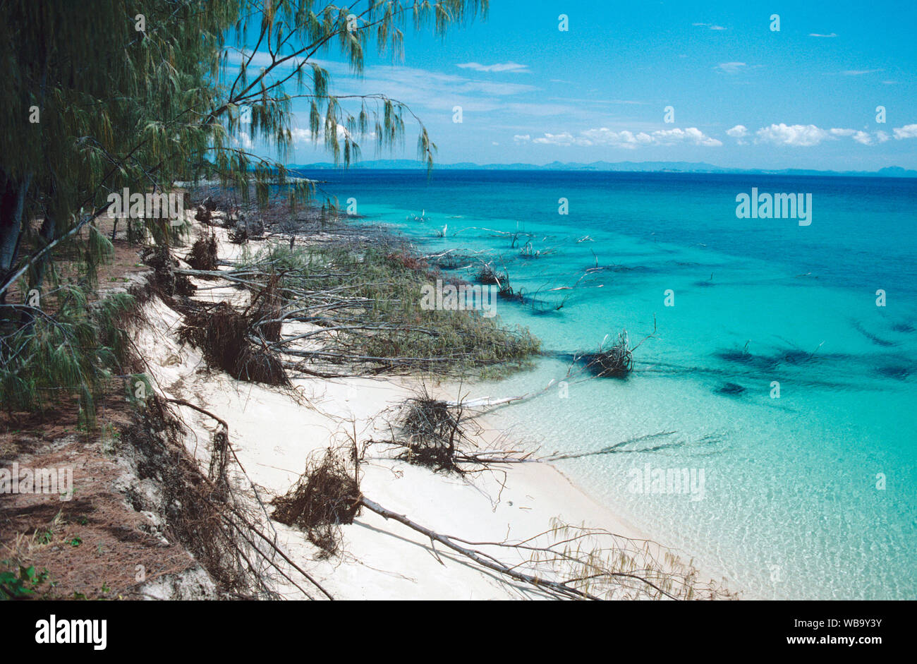 Casuarinas that have lost their battle to stabilise the foreshore, as