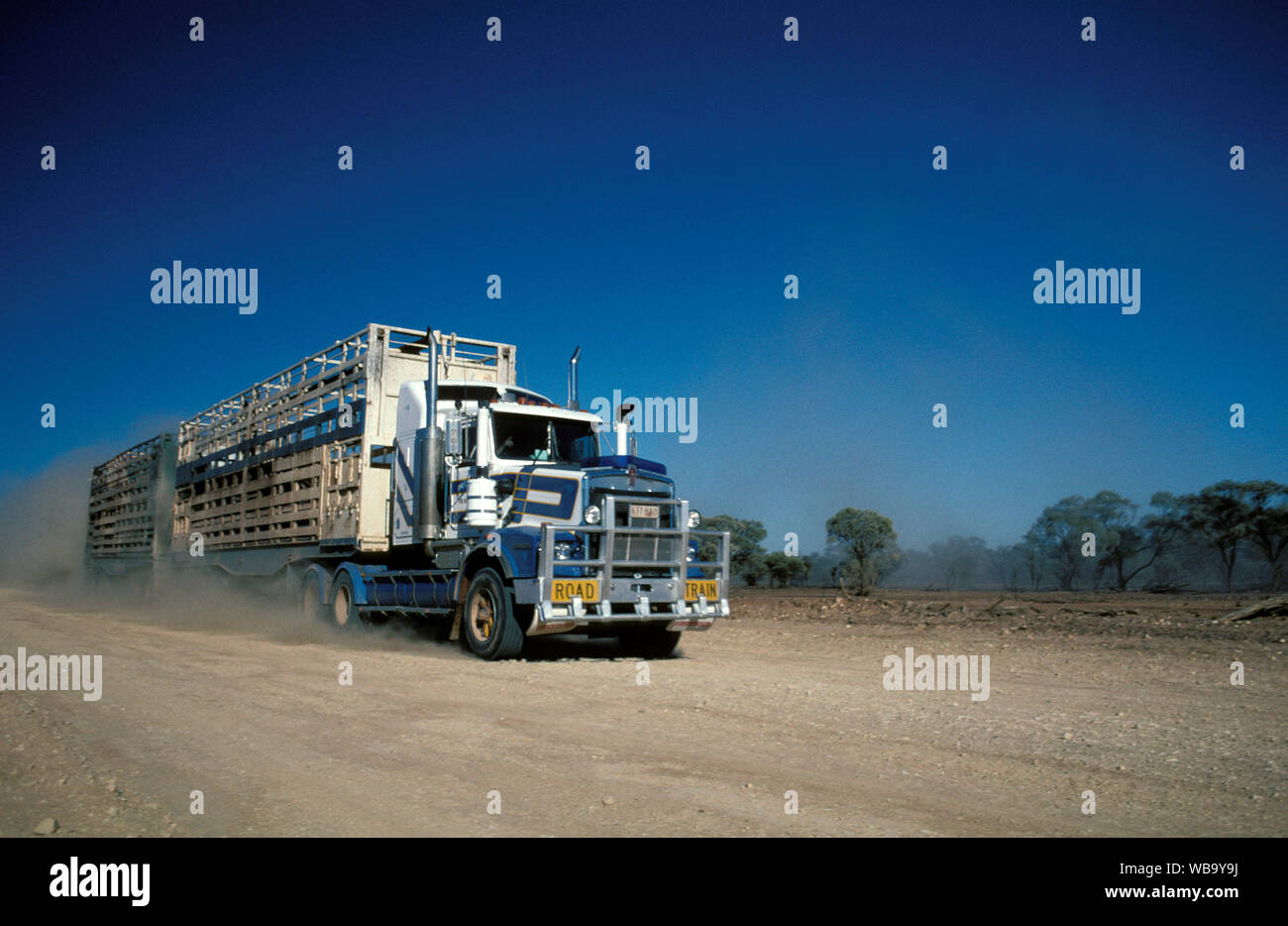 Road train transporting cattle, up to 53 m long and up to 115 tonnes in