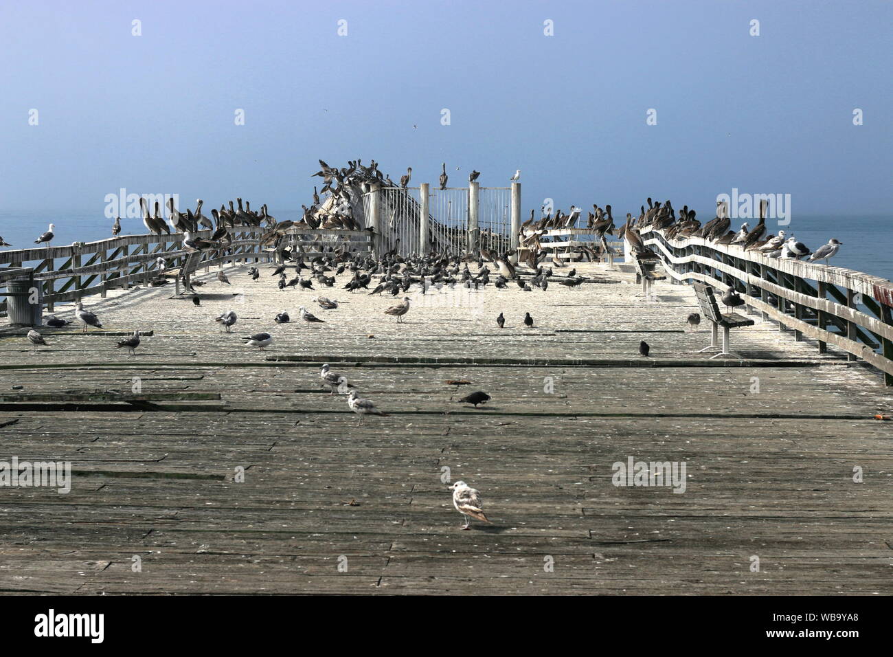 Masses of birds gather at the end of the pier, Seacliff State Park, CA. Stock Photo