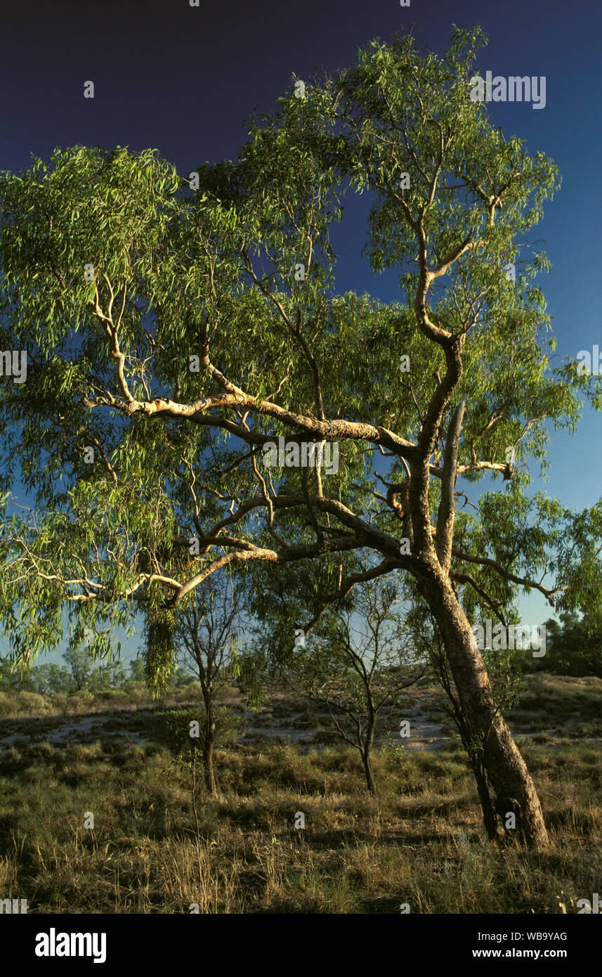 Fringing watercourses hires stock photography and images Alamy