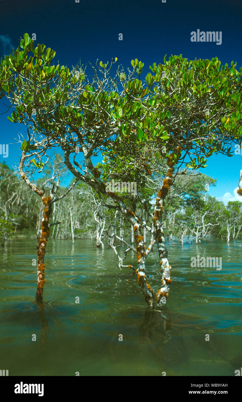 Stilt-rooted mangrove (Rhizophora stylosa), Woongarra Marine Park, Bundaberg, Queensland, Australia Stock Photo