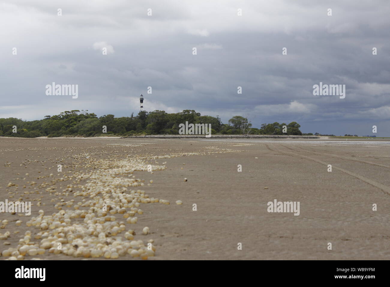 Snail eggs on the beach of San Clemente del Tuyu, Buenos Aires, Argentina Stock Photo