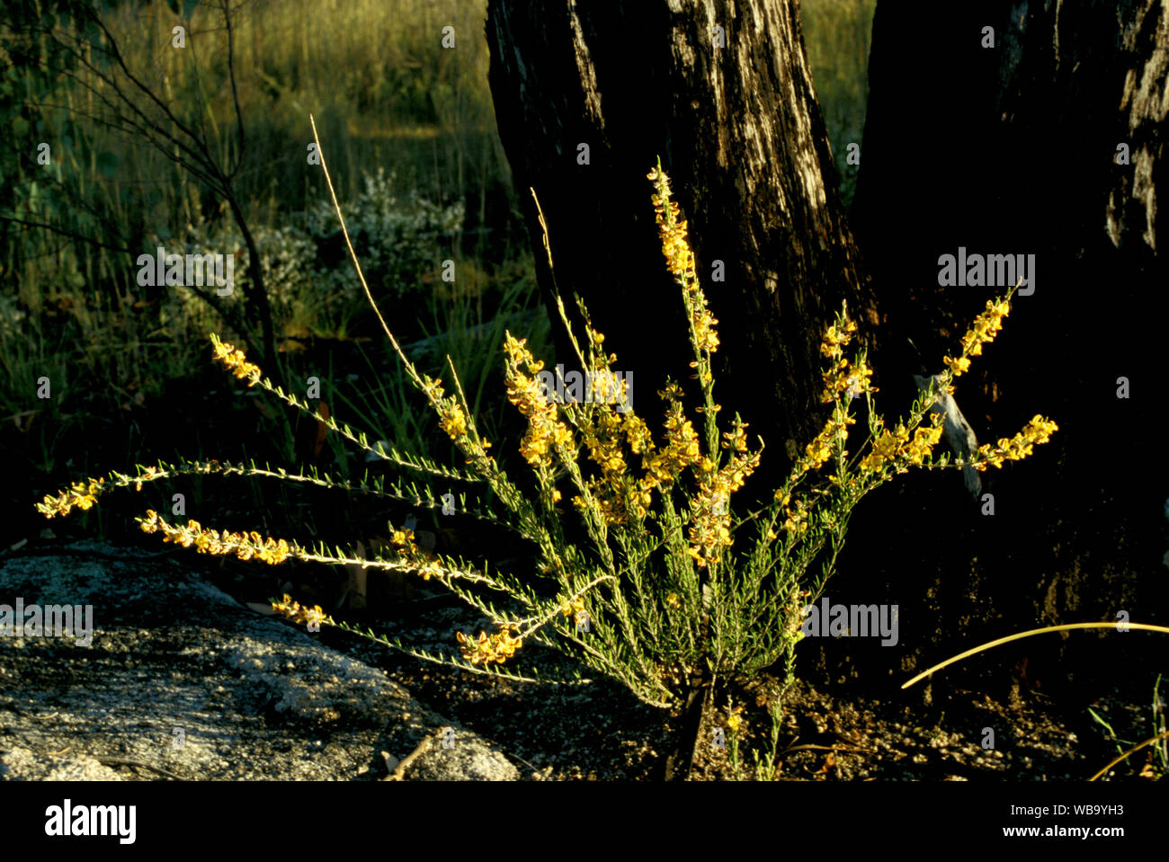 Wildflowers of queensland hires stock photography and images Alamy