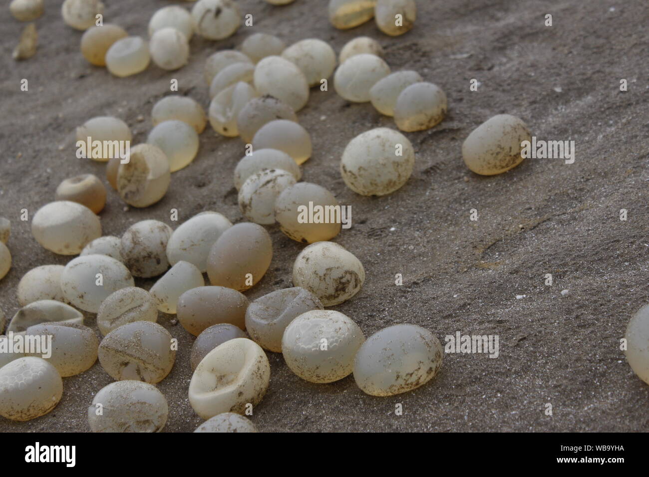 Snail eggs on the beach of San Clemente del Tuyu, Buenos Aires, Argentina Stock Photo