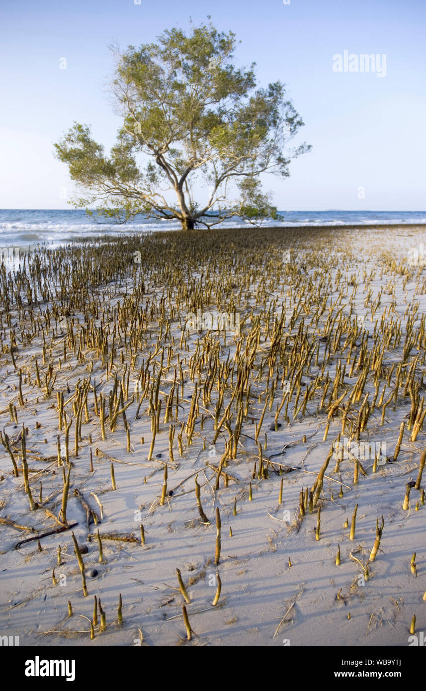 Grey mangrove (Avicennia marina), with pneumatophores exposed at low tide, clearly indicating