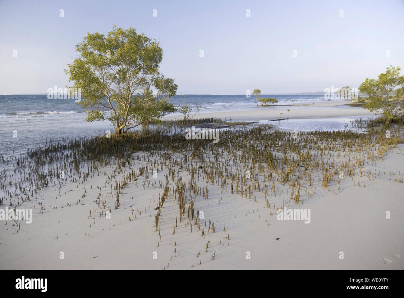 Grey mangrove (Avicennia marina), with pneumatophores exposed at low tide, clearly indicating the extent of the plant’s root system. Fraser Island, Qu Stock Photo