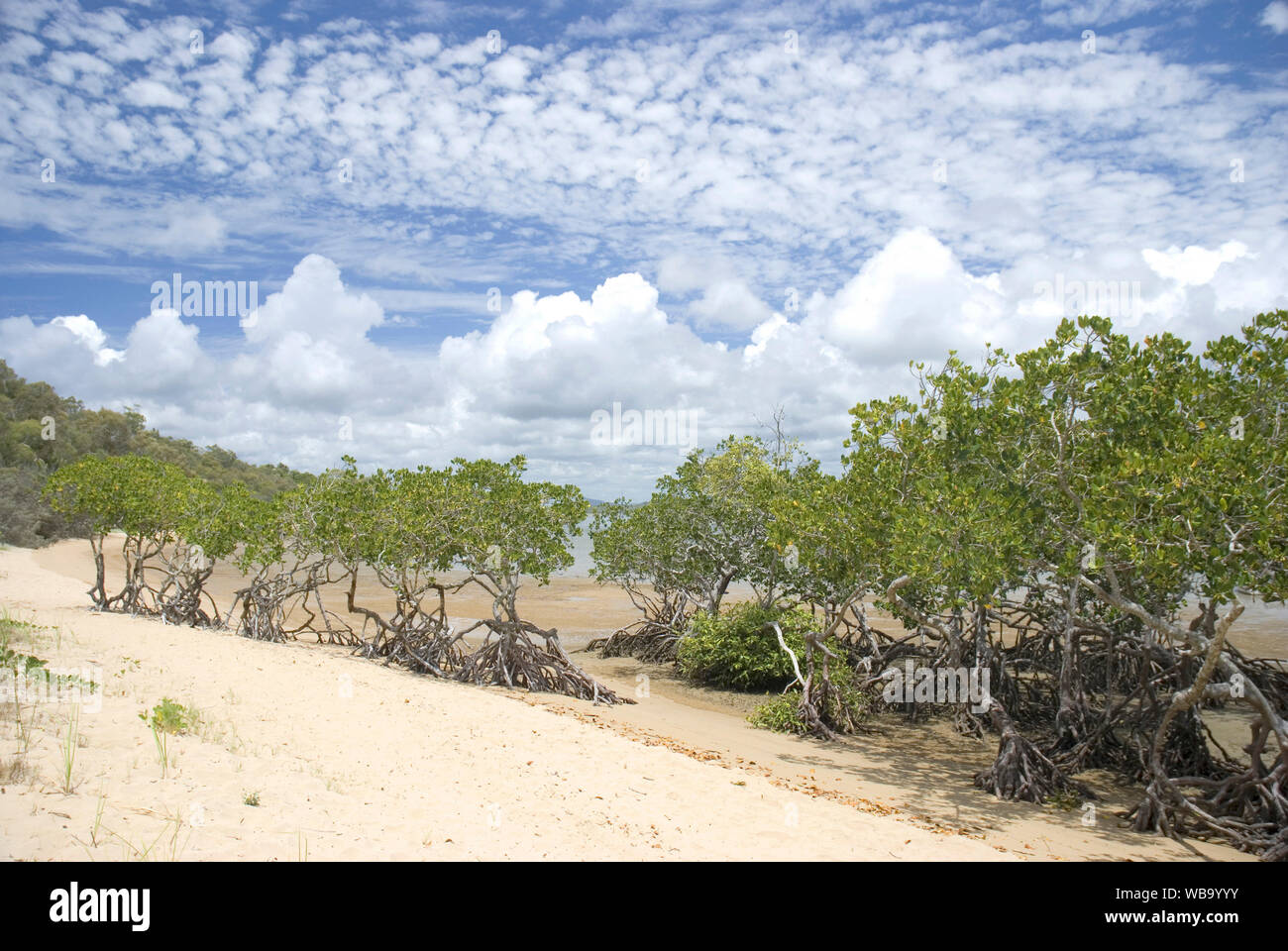 Stilt-rooted mangroves (Rhizophora stylosa), lining the banks of Round Hill Creek, the site of Captain Cook’s first landing in Queensland in May 1770. Stock Photo