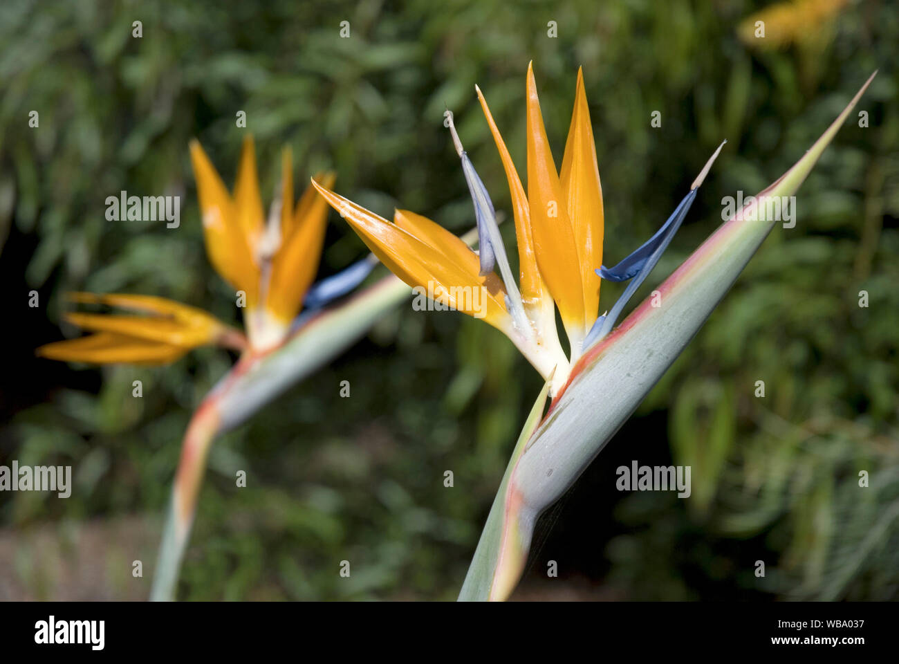 Bird of Paradise (Strelitzia reginae), flower. Bundaberg, Queensland