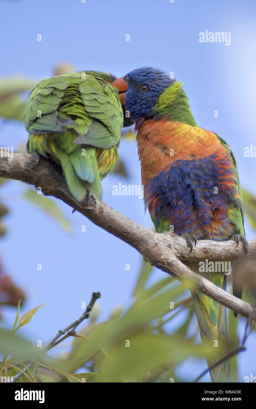 Rainbow lorikeets (Trichoglossus moluccanus), pair mutual preening in a Swamp bloodwood (Eucalyptus ptychocarpa). They are monogomous and very often s Stock Photo