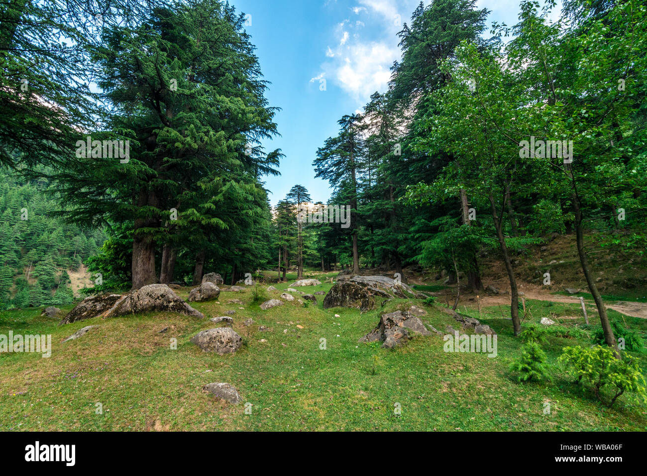 Photo of Pine tree forest in himalayas Stock Photo - Alamy