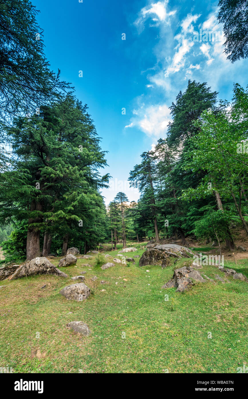Photo of Pine tree forest in himalayas Stock Photo - Alamy