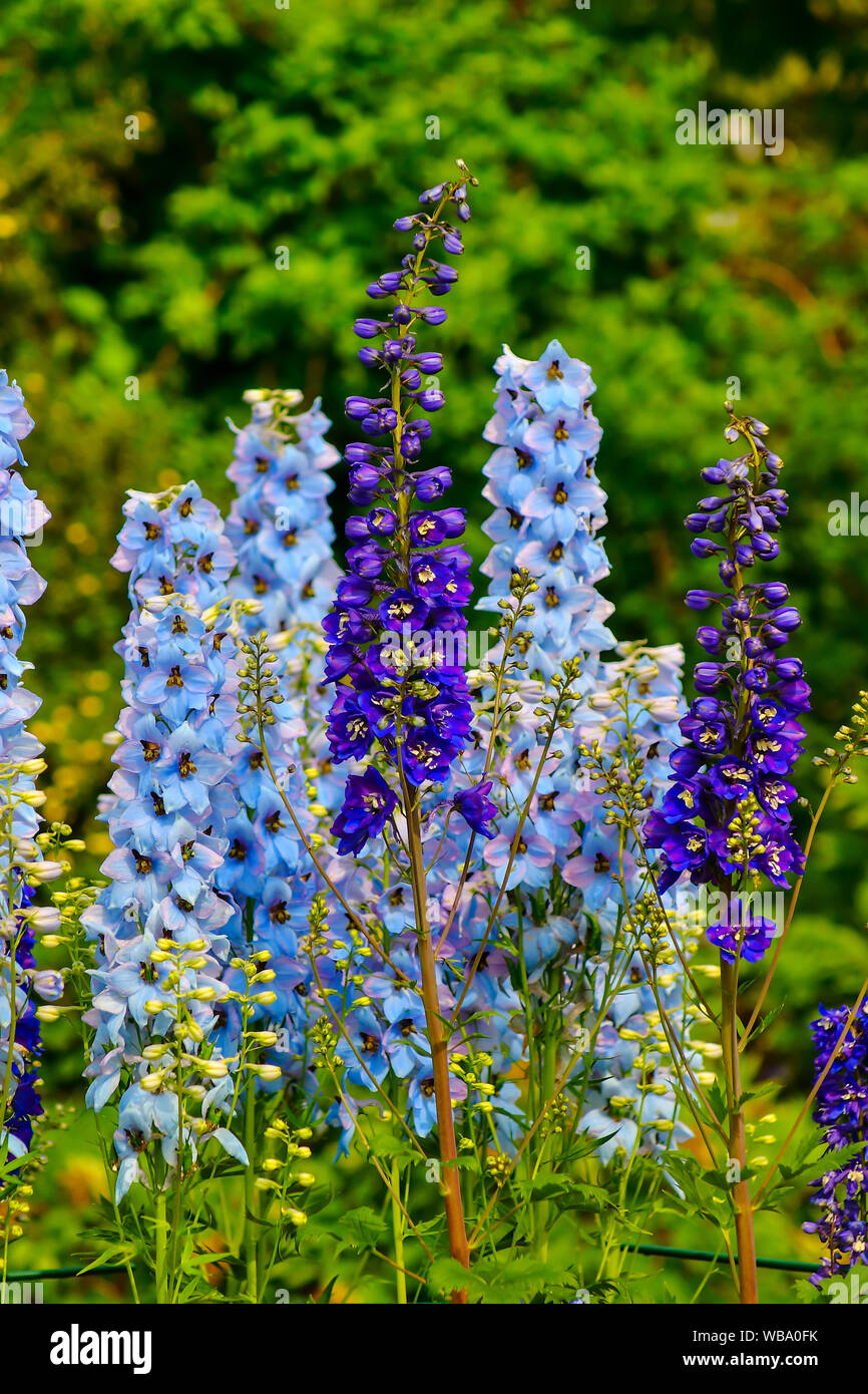 Flowers of Blue Lupin in early summer, lupinus Stock Photo - Alamy