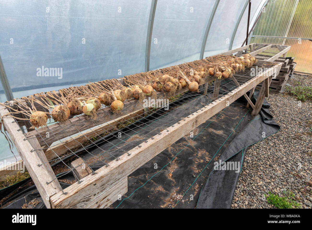 Onions drying on a rack at Cloud Mountain Farm, a non profit that