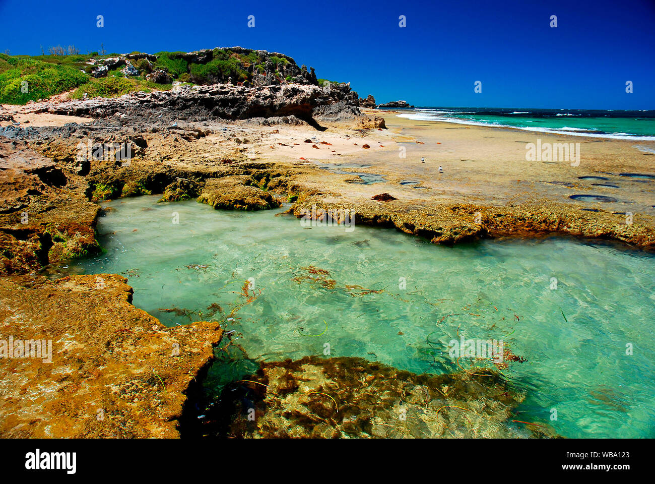 Rock pool on Penguin Island, Penguin Island Conservation Park