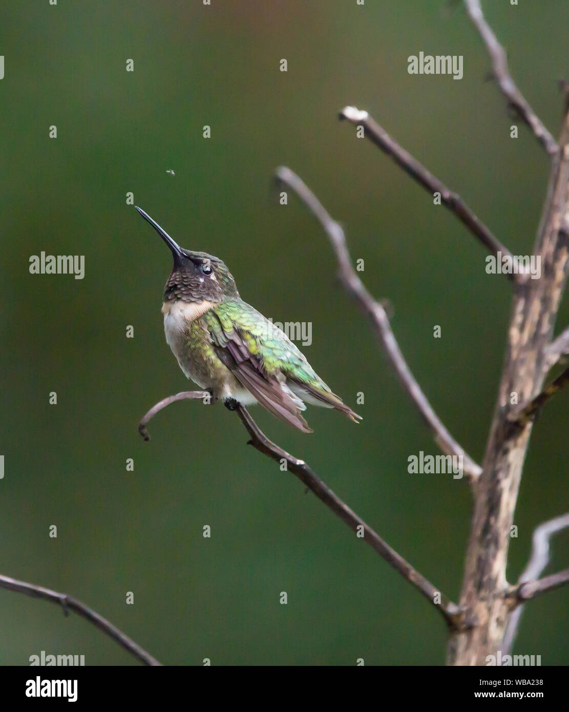 A male ruby-throated hummingbird eyes an insect while perched on a yucca flower stalk. Stock Photo