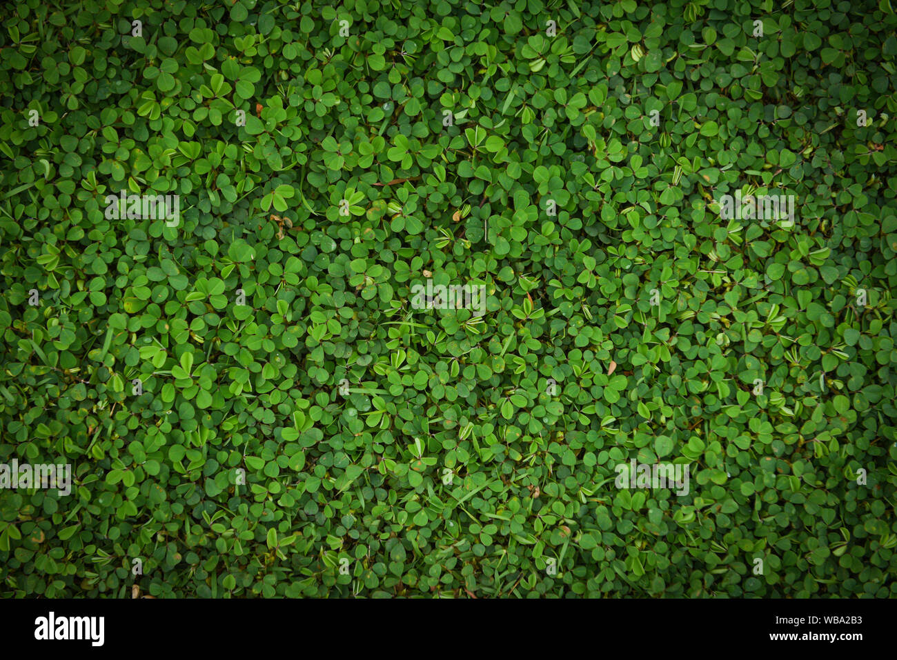 Green leaves texture background / Grass top view small plant green leaf