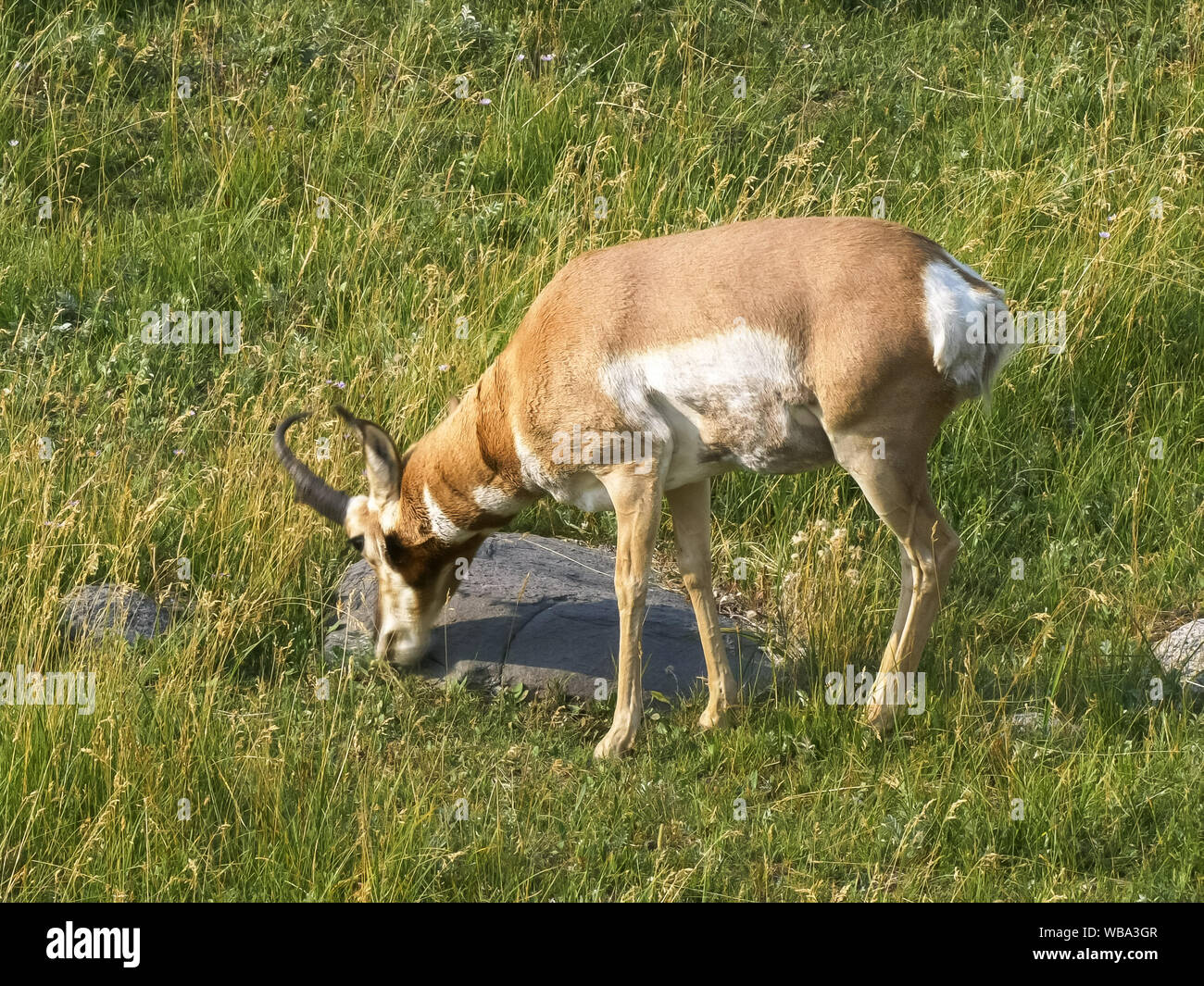 side view of a pronghorn antelope grazing in yellowstone Stock Photo