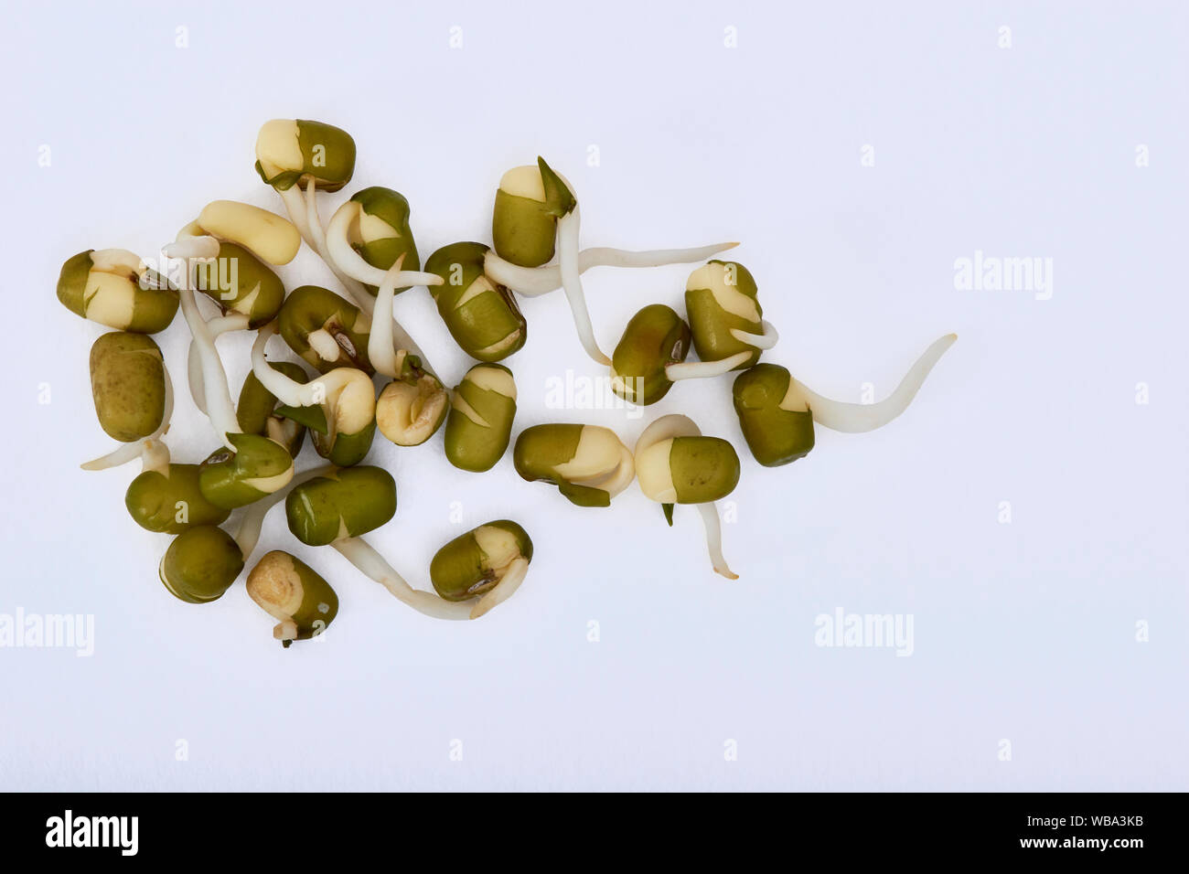 Mung Bean or Green Gram (Vigna radiata) sprouts on a white background Stock Photo