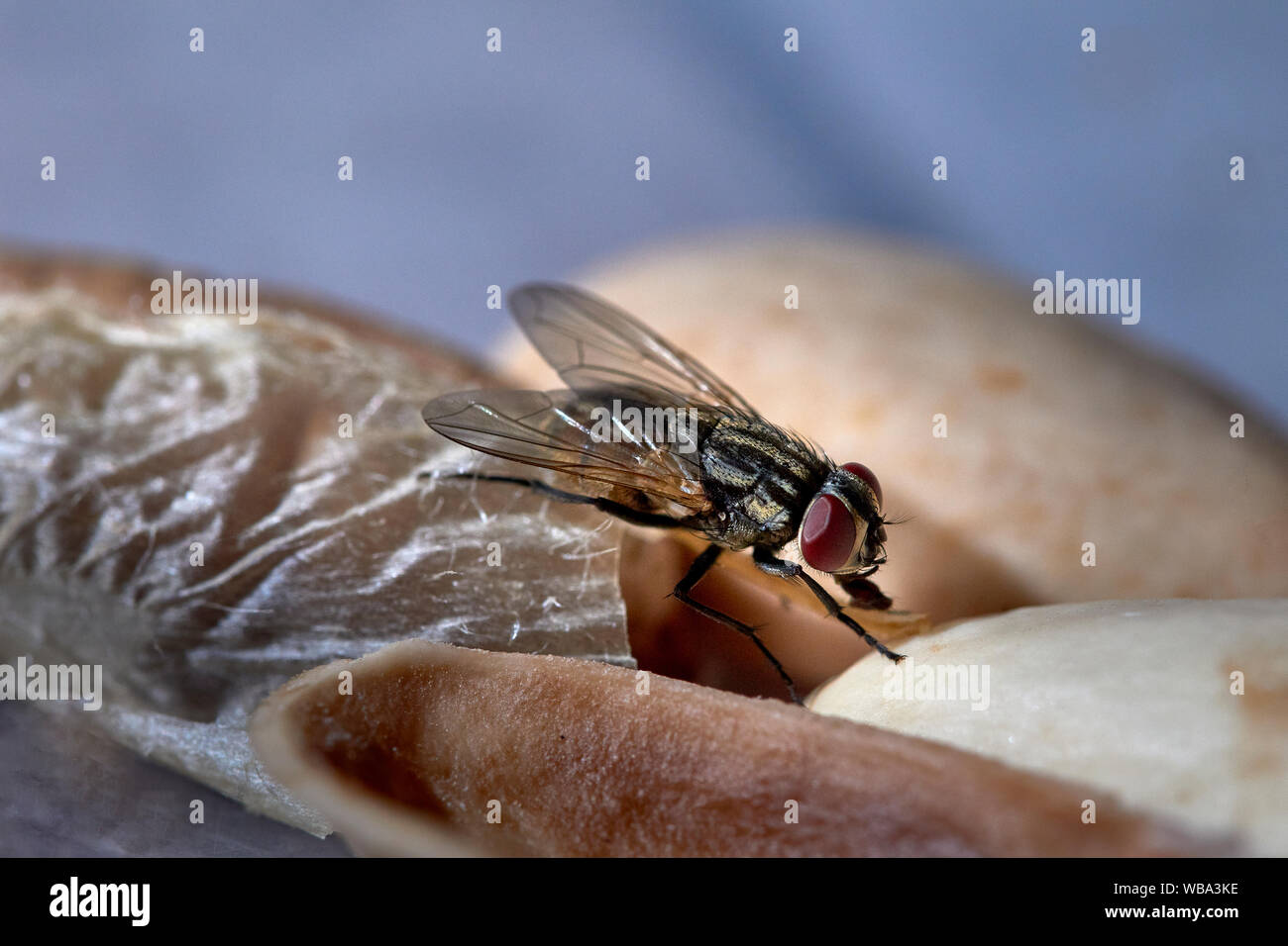 Close-up view of Common House-Fly Stock Photo
