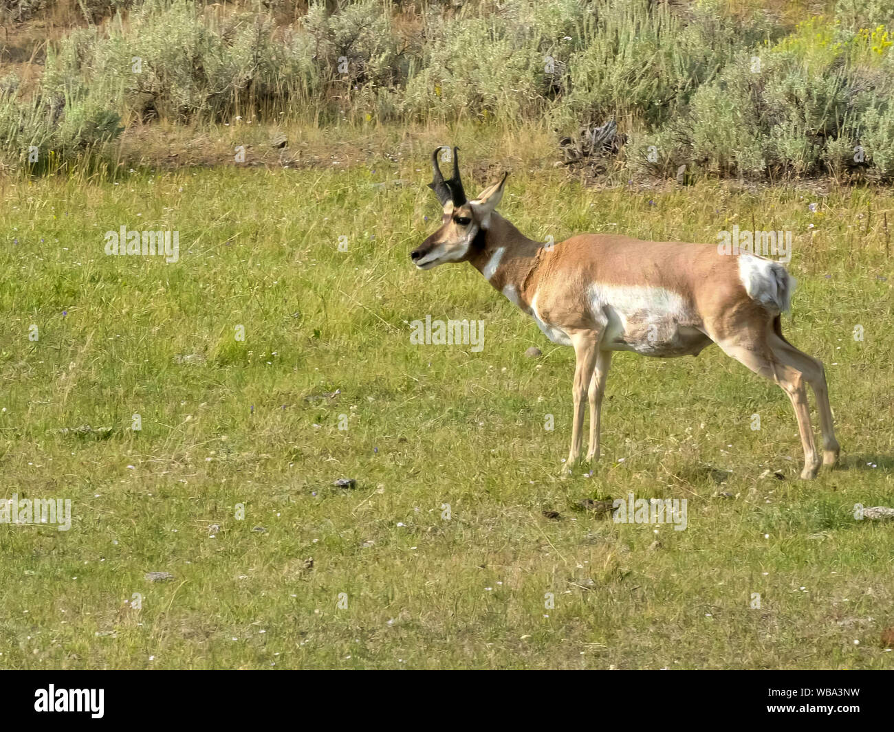 wide shot of a pronghorn antelope in yellowstone national park Stock Photo