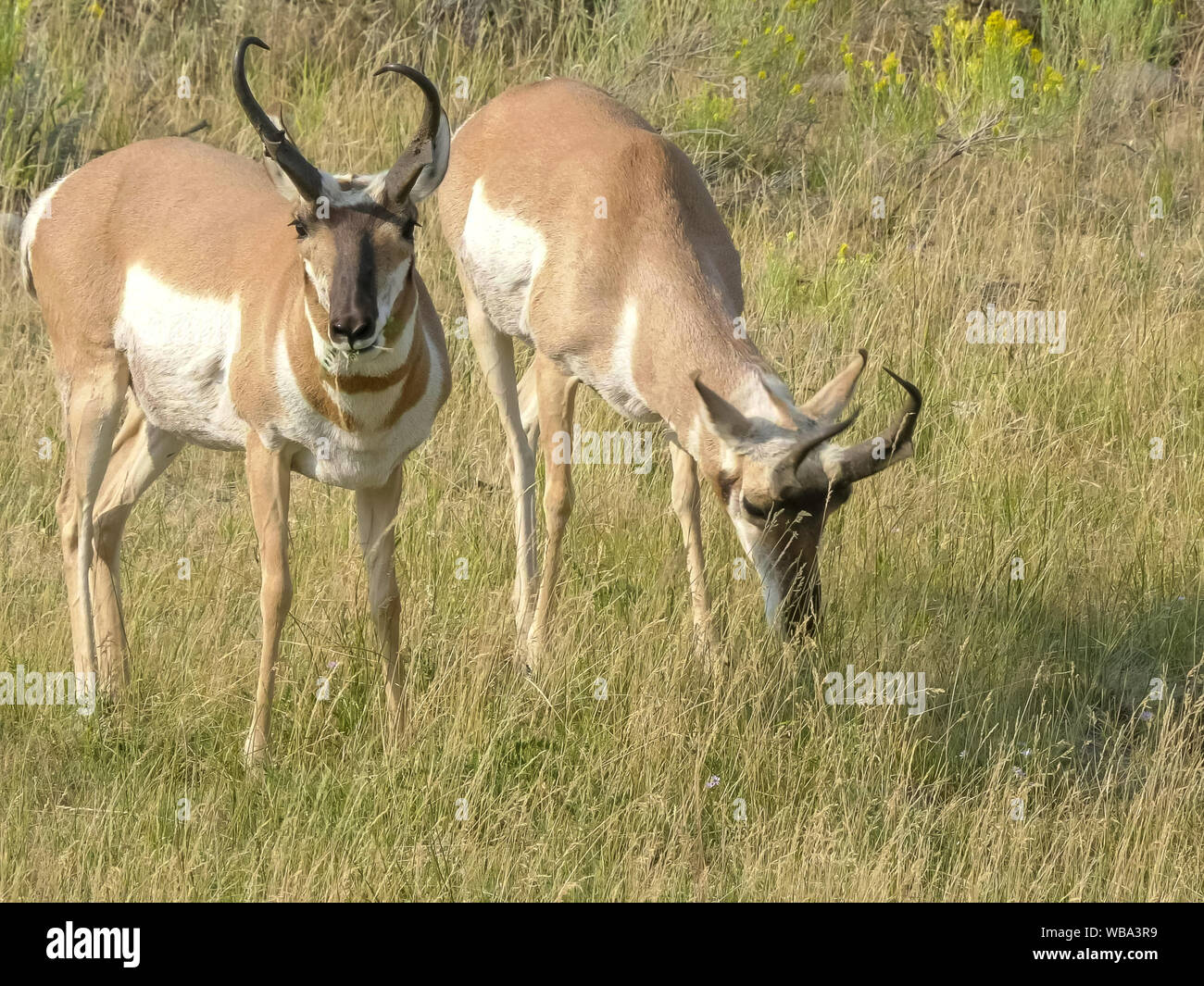 close up of two pronghorn antelope facing camera at yellowstone Stock Photo