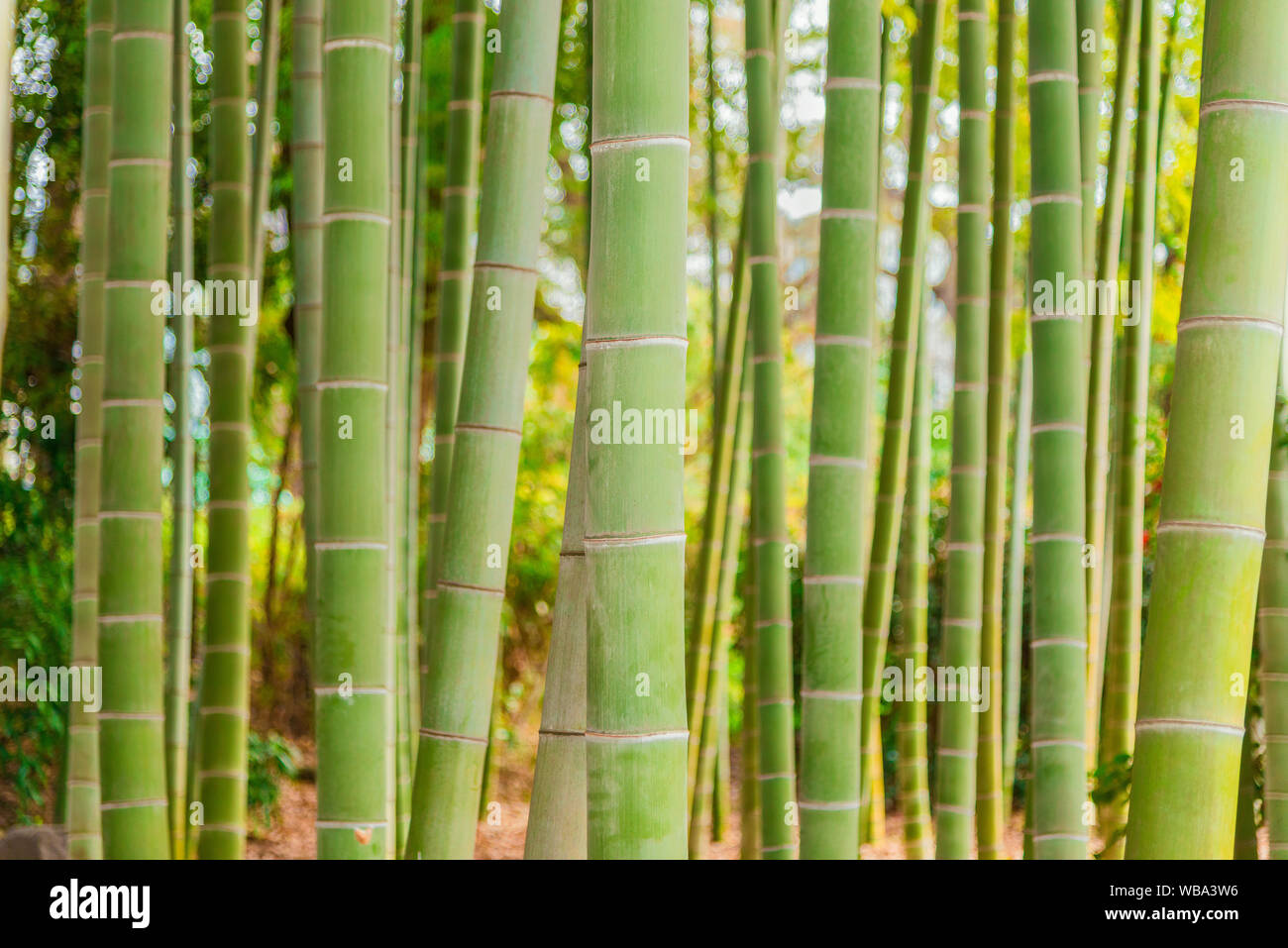 Grove with green bamboo canes as background Stock Photo Alamy