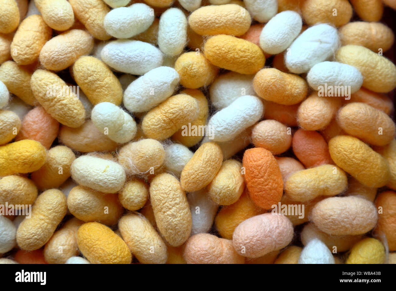 Many silk cocoons ready to reel into silk thread.  They naturally grow in different shades of white, yellow, and pink. Stock Photo