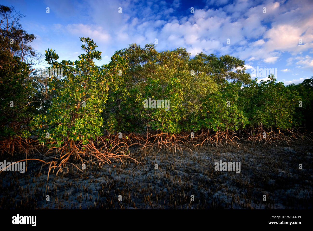 Stilt-rooted mangroves  (Rhizophora stylosa),  at low tide.  Theodolite Creek, Kinkuna Section, Burrum Coast National Park, near Bundaberg, Queensland Stock Photo