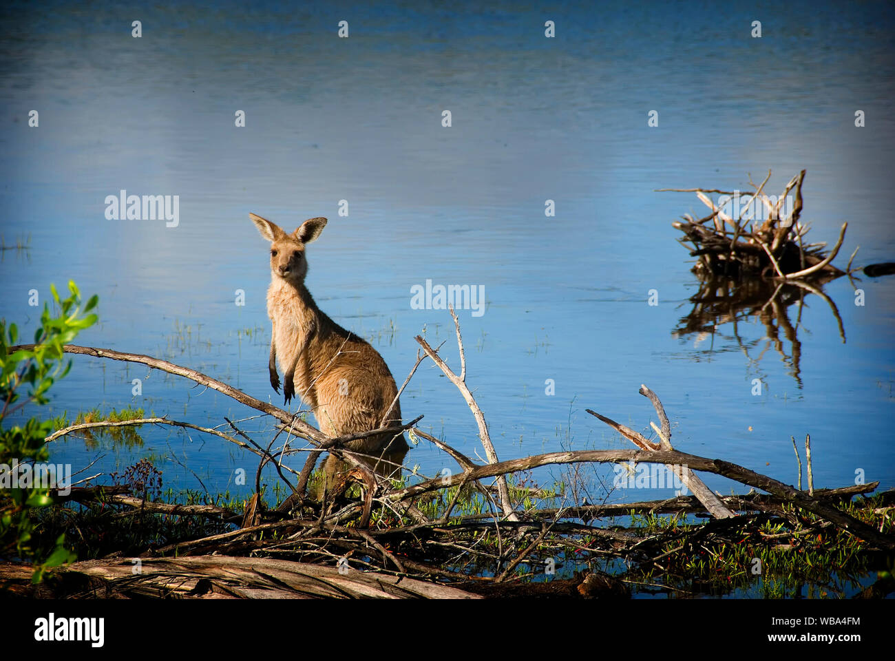 Eastern grey kangaroo  (Macropus giganteus),  on Woodgate Beach.  Burrum Coast National Park, Queensland, Australia Stock Photo
