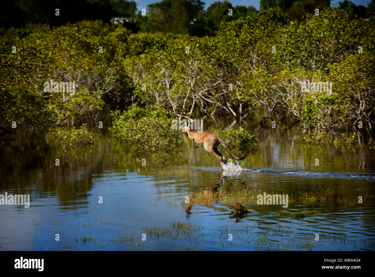 Eastern grey kangaroo  (Macropus giganteus),  bounding through shallow water, mangroves in the background.  Woodgate Beach, Burrum Coast National Park Stock Photo