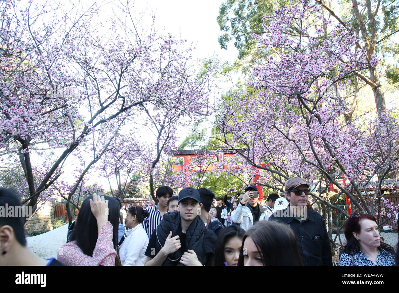  Foto zu Auburn Botanic Gardens during the cherry blossom festival Stock Photo 