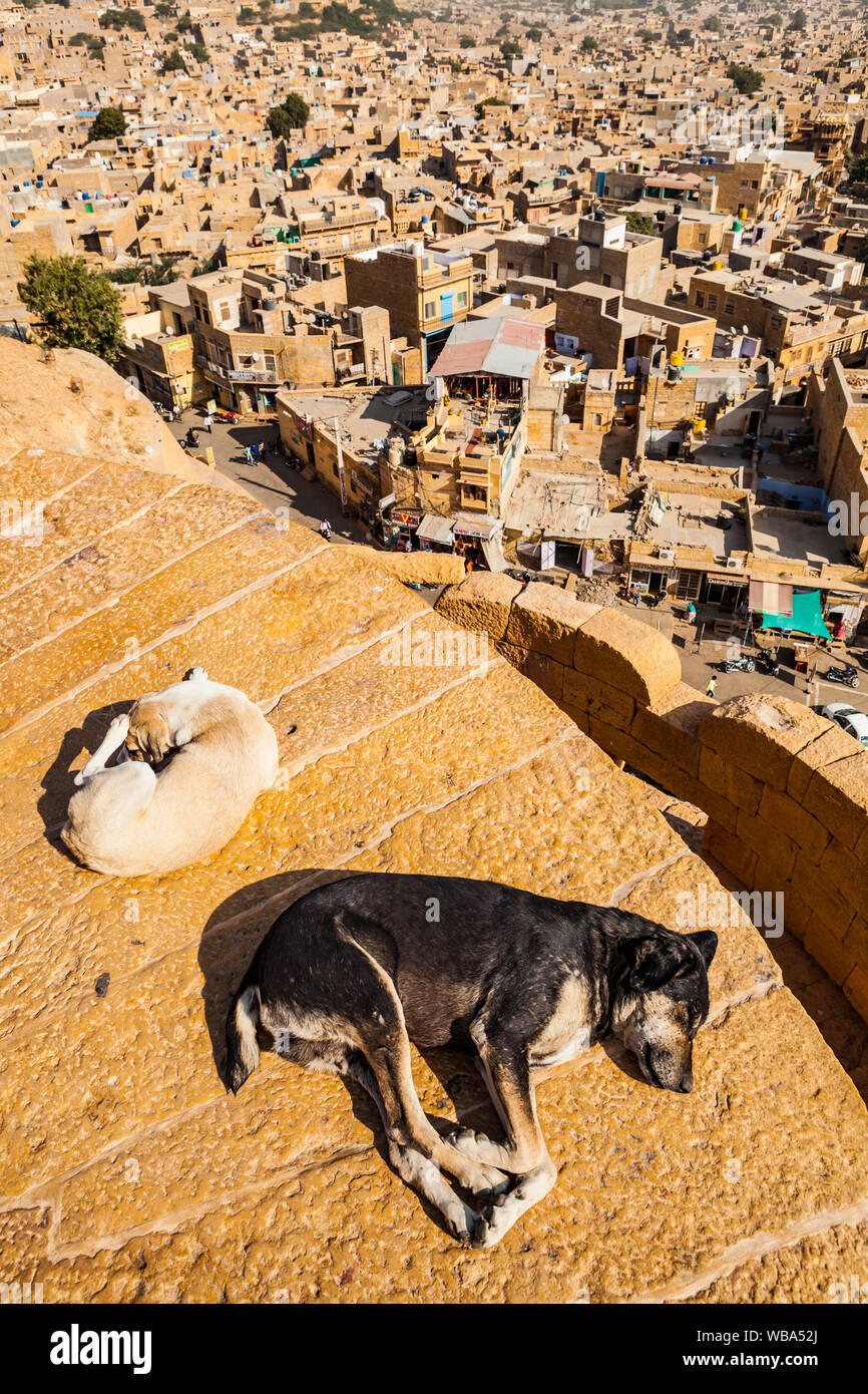 Two dogs sleep in the sun on the walls of Jaisalmer Fort above the city of Jaisalmer, Rajasthan, India. Stock Photo