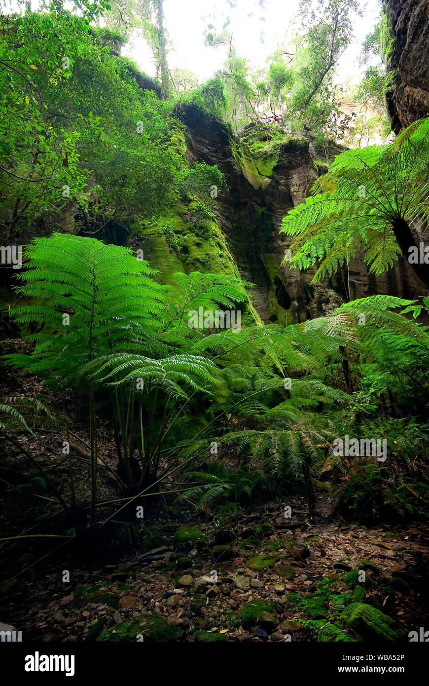King ferns (Angiopteris evecta), in Ward’s Canyon. Carnarvon Gorge Section, Carnarvon National Park, Central Queensland, Australia Stock Photo