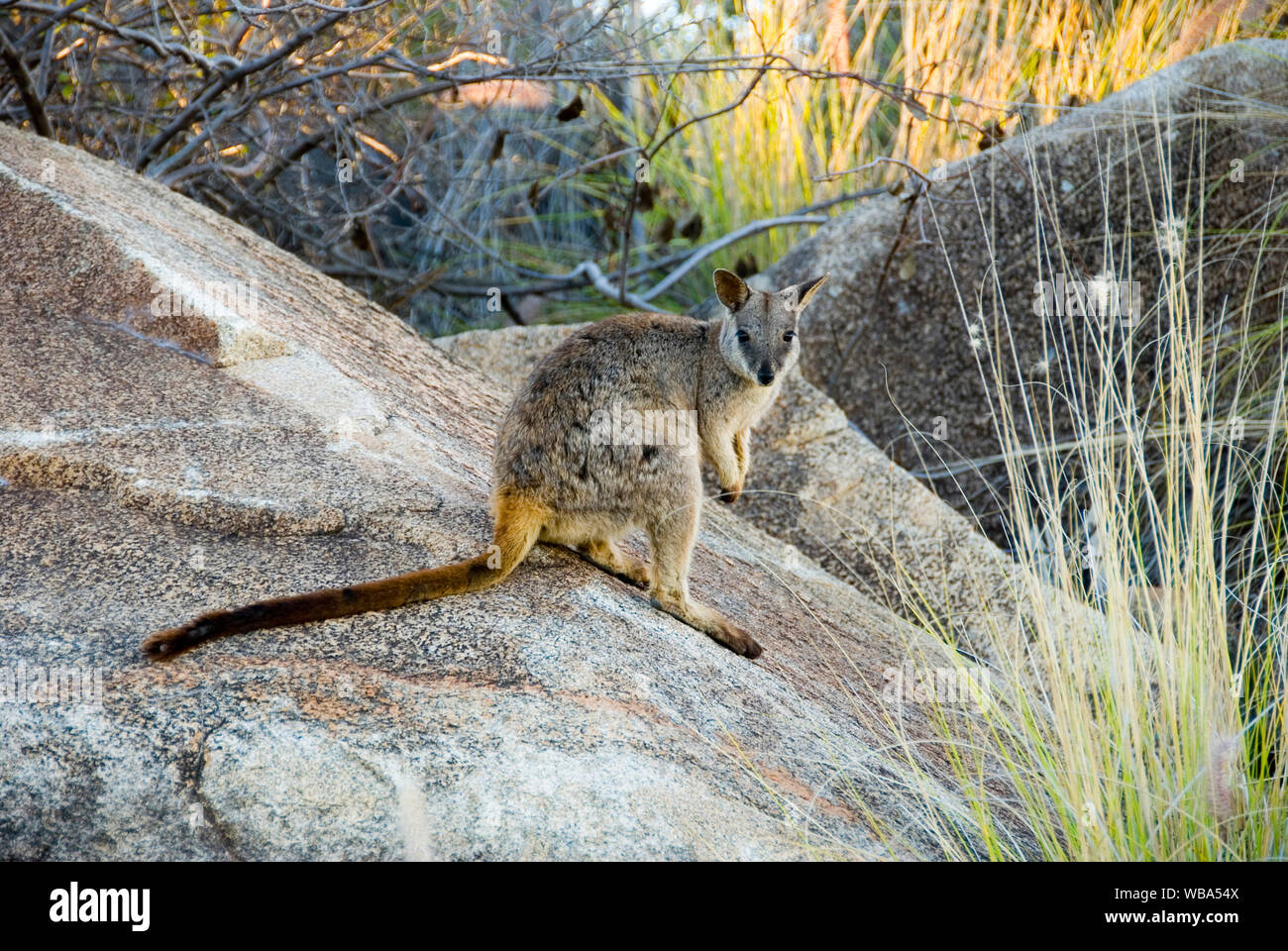 Agile wallaby  (Macropus agilis),  on a boulder.  Charters Towers, Queensland, Australia Stock Photo