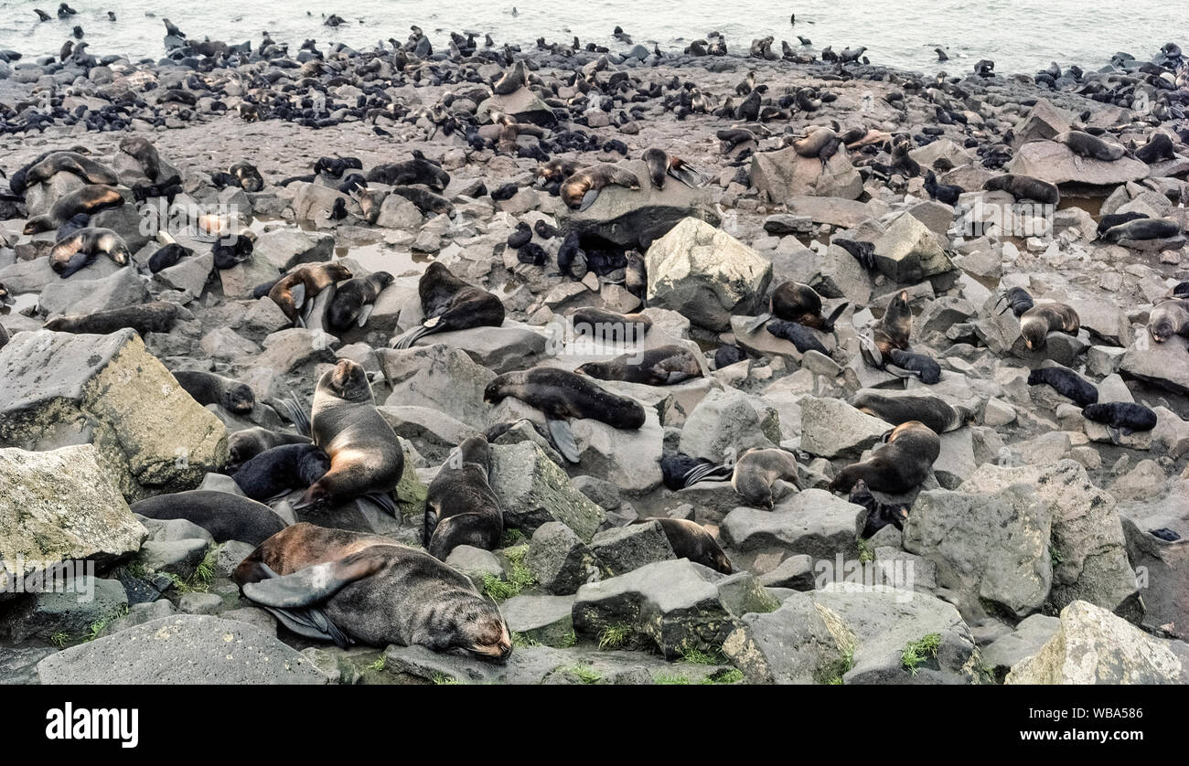 After leaving the Bering Sea in summer to give birth, female Northern Fur Seals (Callorhinus ursinus) and their offspring rest on the rocky shores of St. Paul Island, one of the Pribilof Islands in Alaska, USA. Hundreds of thousands of these eared seals crowd into rookeries like the one shown here by using their hind flippers to maneuver on land. These aquatic carnivorous animals spend the remainder of the year in the open ocean foraging for fish and squid. Their dense coats of fur enable this pinniped species to keep warm in the cold water. Stock Photo