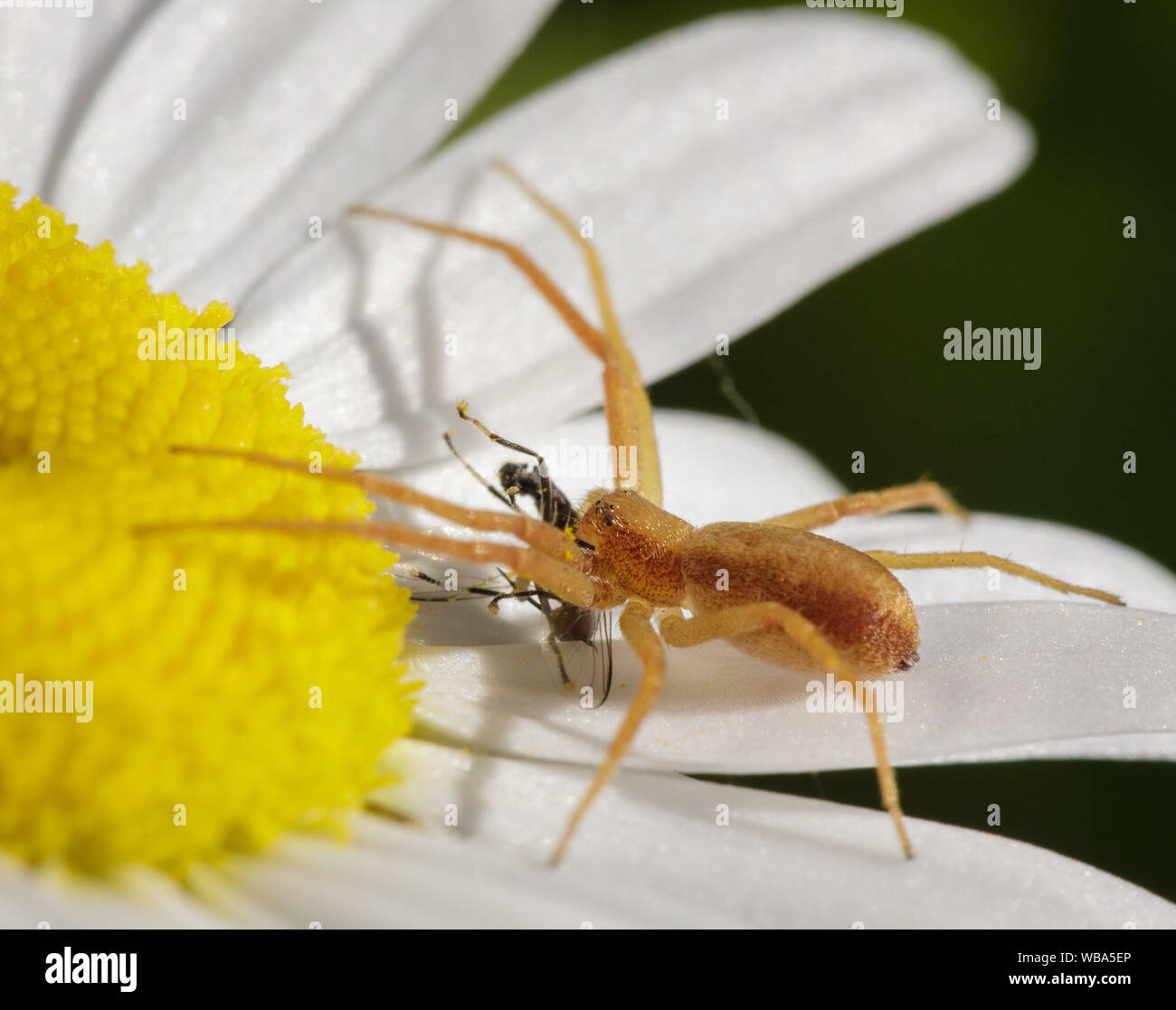 I'm not sure what kind of spider this is, but I think it is a Running Crab Spider.  Regardless, it is extremely small and apparently really hungry. :) Stock Photo
