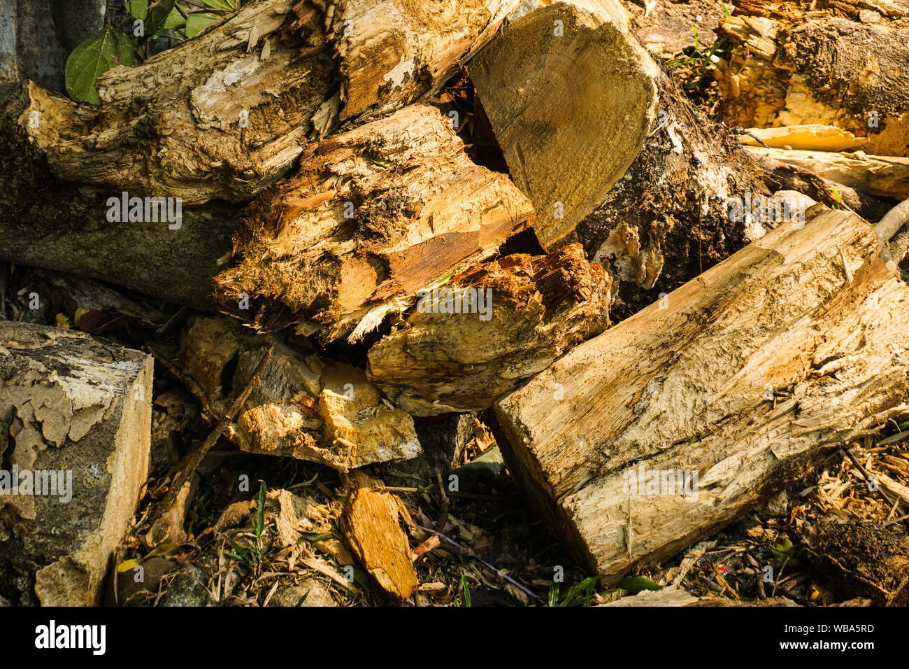 rotten wood pile with close up photo take with warm color photo Stock