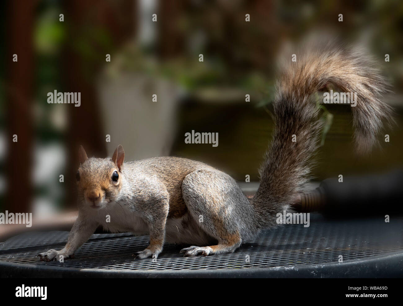 On the prowl Stock Photo