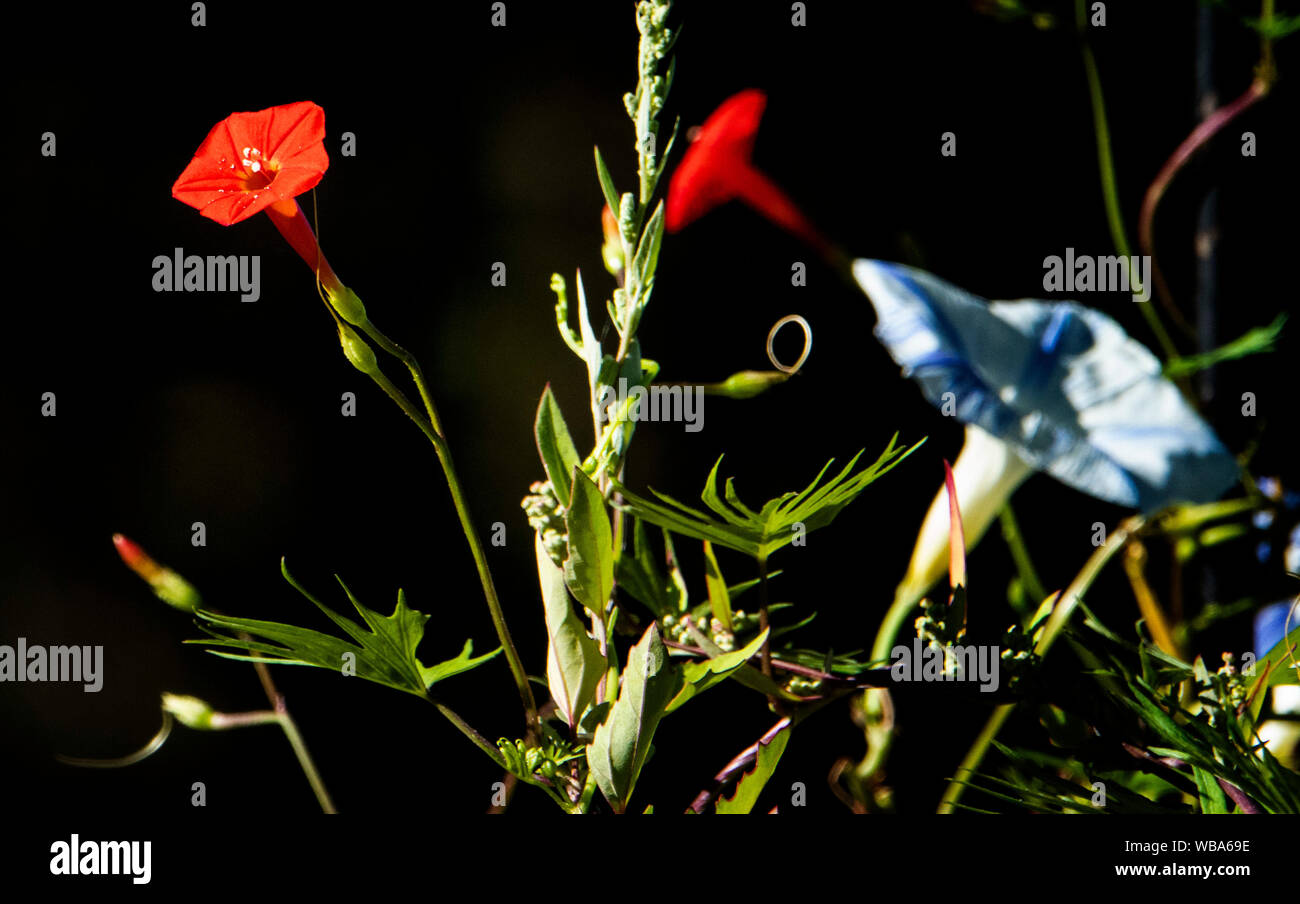 Against a black background Stock Photo