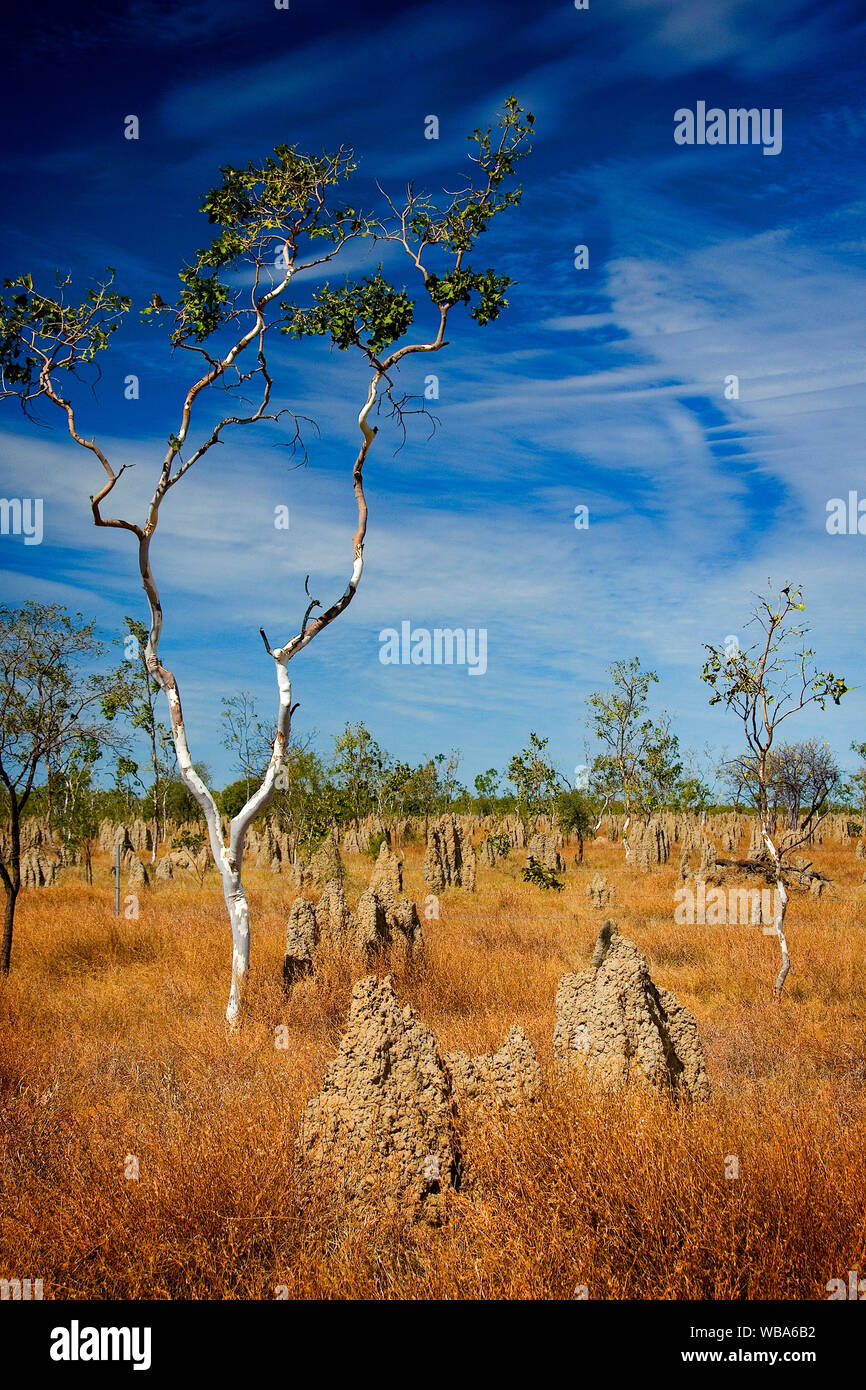 Termite mounds  in tropical grassland.  Gulf Savannah, Queensland, Australia Stock Photo
